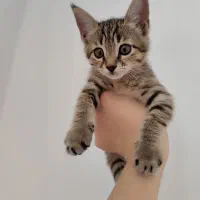 واگذاری بچه گربه
