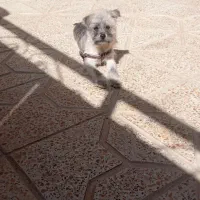 توله سگ نژاد دار