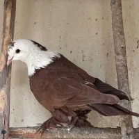 کبوتر کل سفید،پلاس،سرخ