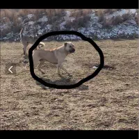 سگ سرابی