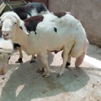 گوسفند مخصوص آش دهه محرم