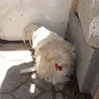 خروس زینتی