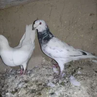 دورگ المانی به شرط و راعبی