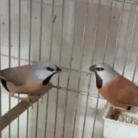 فنچ پارسون، گلدین، بنگالی
