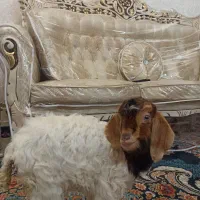 بزغاله شیری