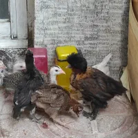 فروش ۴جوجه کاکول پا پرو ۳ جوجه مرغ شاخ دار