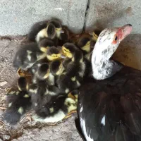 معاوضه جوجه اردک خارجی با جوجه یا مرغ برهما