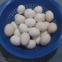 تخم مرغ رسمی