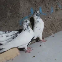 کبوتر