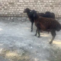 بره|حیوانات مزرعه|پیر سلیمان, |دیوار