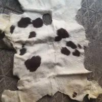 پوست گاو