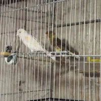 11عددقناری سالم وبشرت خون 5عددماده 6عددنر