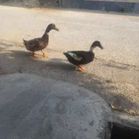 ماده نره جوان