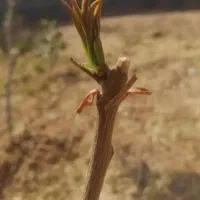 پیوند انواع درخت بخصوص درخت پسته ...