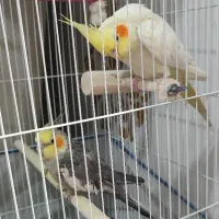 عروس هلندی