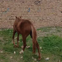 اسب