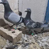 سبز پلاکی