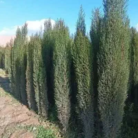 نهال سرو ناز شیراز