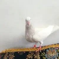 جوجه