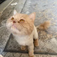 واگذاری