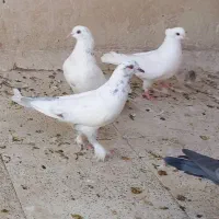 کبوتر غریب گیری