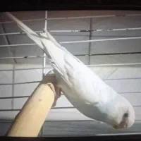 ماده