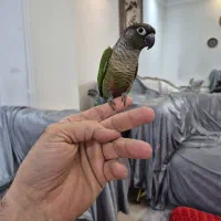 گرینچیک