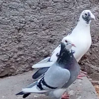 جفت نر و ماده