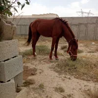 اسب نریون رهوار