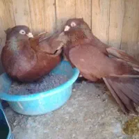 سرخ نر و ماده صرب عتیقه