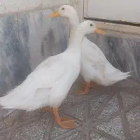اردک جوان دانه ای ۴۰۰