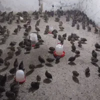 بلدرچین مولد