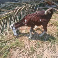 یک عدد بز افغانی