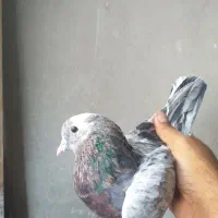 کبوتر کفتر پرشی