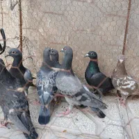 ۷ کفتر