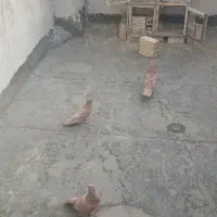 کبوتر زرد نروماده و یک جوجه