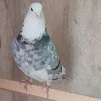 کفتر سرور