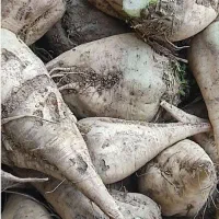 چغندر قند درشت جوین پرس گندم و یونجه کاه