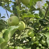 باغچه|فروش زمین و ملک کلنگی|طالقان, |دیوار