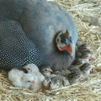 جوجه مرغ شاخدار