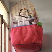 عروس هلندی