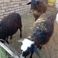 میش رومانف و تغل لاکن