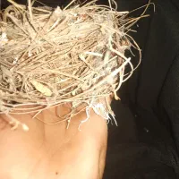 جوجه قناری باغی