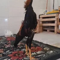 خروس اوشامو