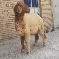 دجیجه بره گوسفند