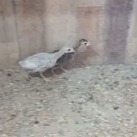 جوجه مرغ شاخدار با قفس چوبی