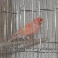 قناری سوخته ای رد فاکتور گلاستر