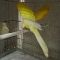 قناری رسمی بلند/موزائیکی/سوخته/ردفکتور
