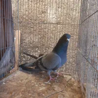 ماده فیروزه