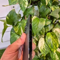 آیفونip12pro max|موبایل|اصفهان, بوستان آینه خانه|دیوار